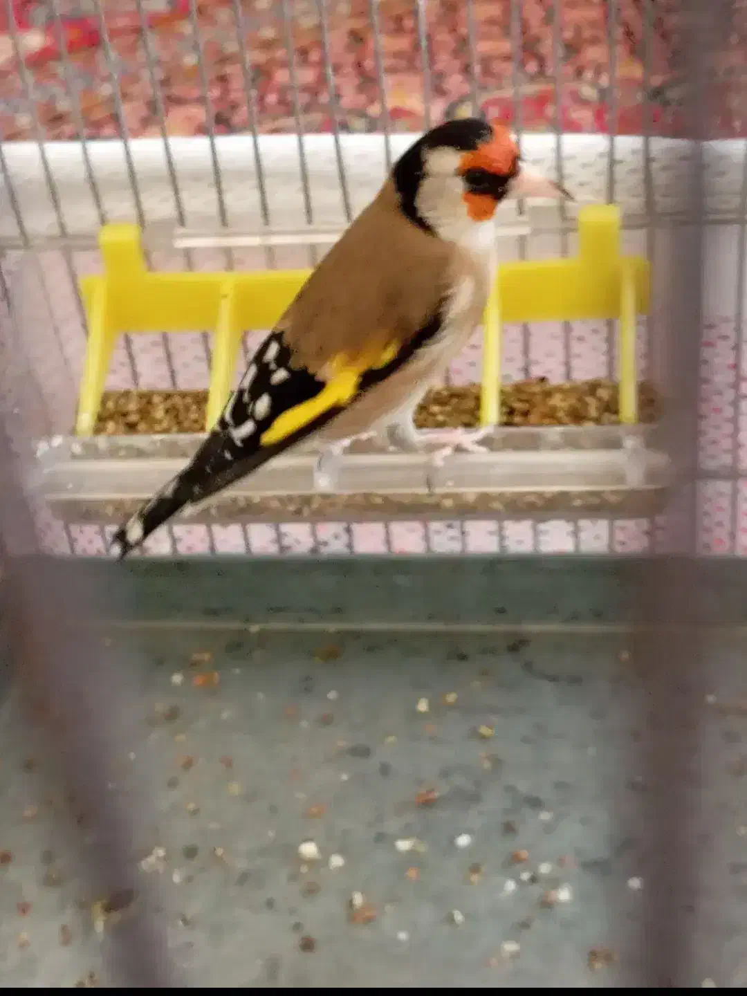 سهره|پرنده|نهاوند, |دیوار