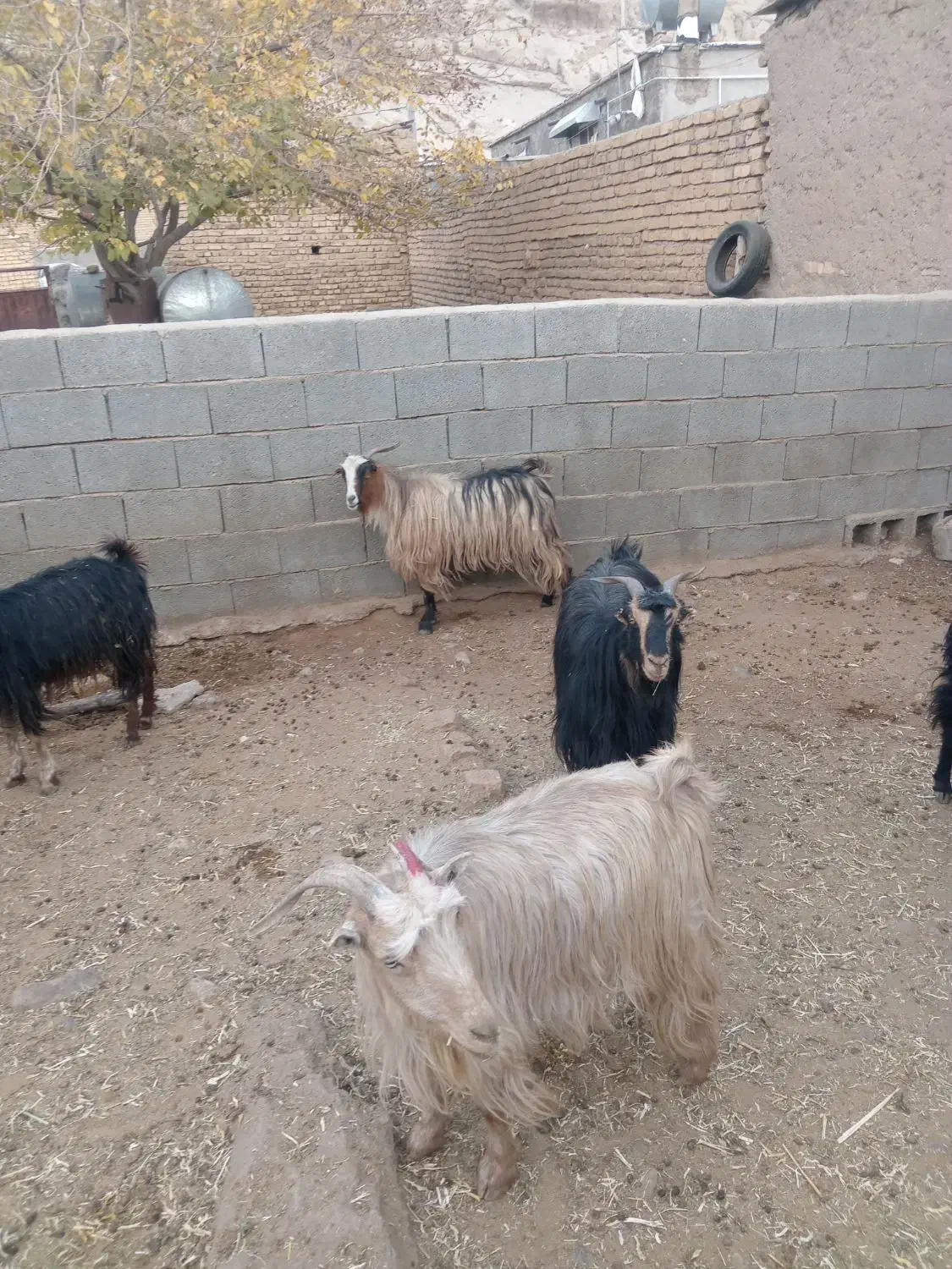 بز آبستن نزدیک|حیوانات مزرعه|درودزن, |دیوار