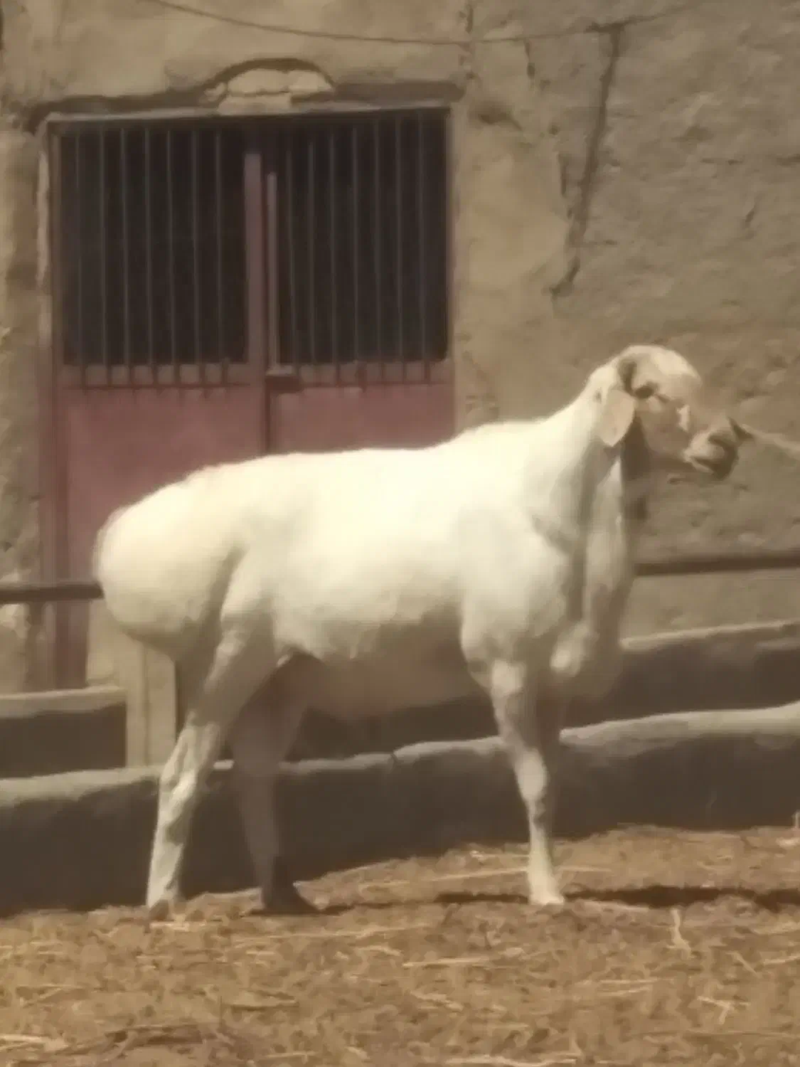 قوچ|حیوانات مزرعه|فرح دشت, |دیوار