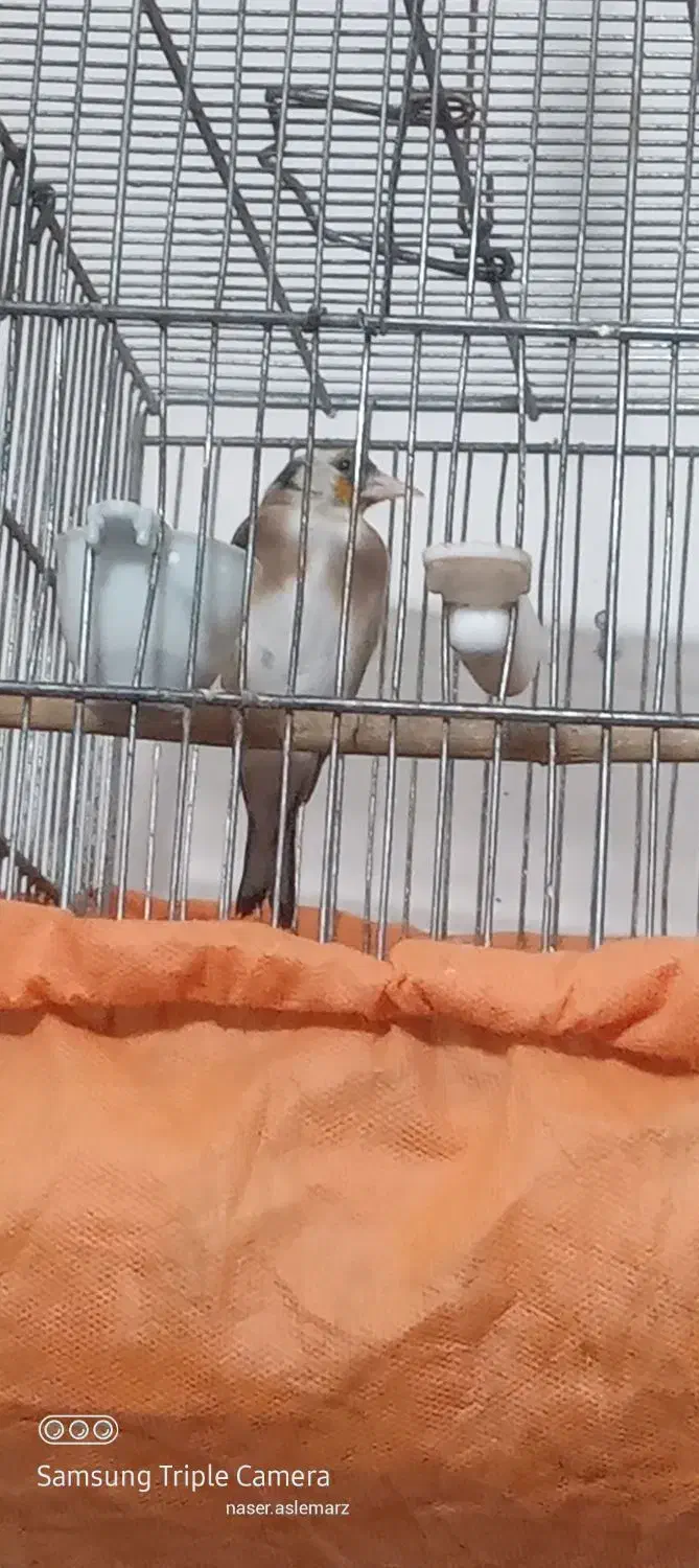 جوجه ماده امسال|پرنده|آبدانان, |دیوار