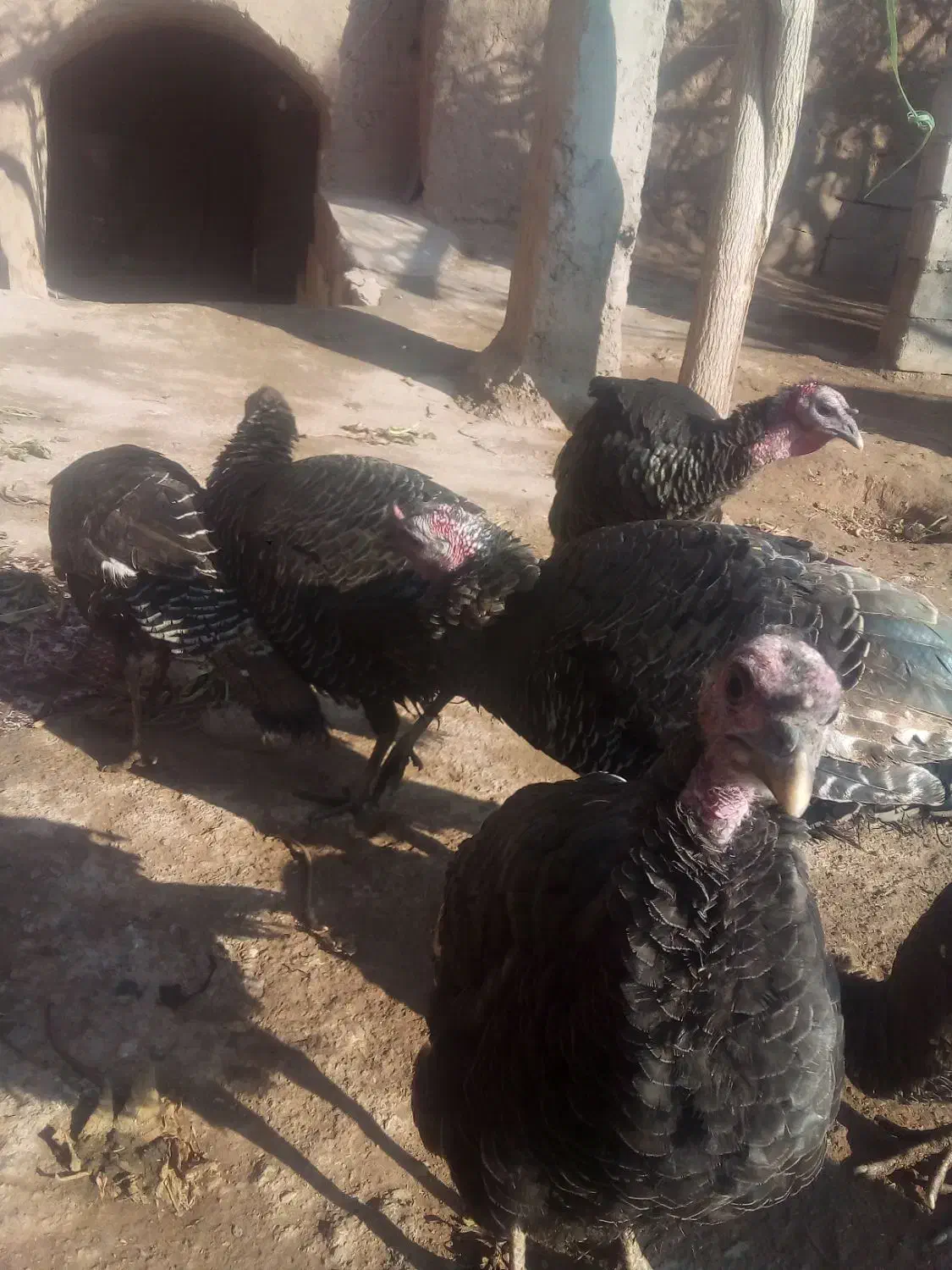 فروش بوقلمون|حیوانات مزرعه|نیشابور, مبارکه|دیوار