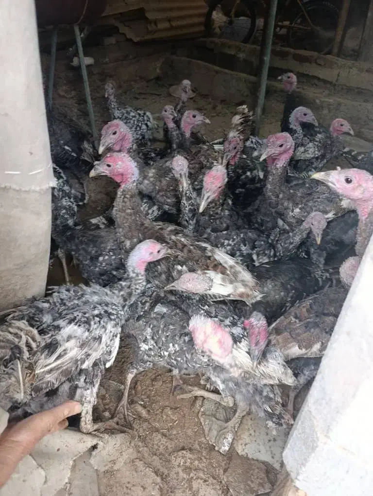 بوقلمون|حیوانات مزرعه|بناب, |دیوار