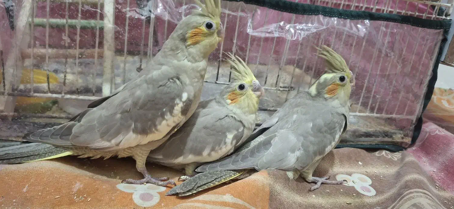 جوجه عروس هلندی|پرنده|قوچان, |دیوار