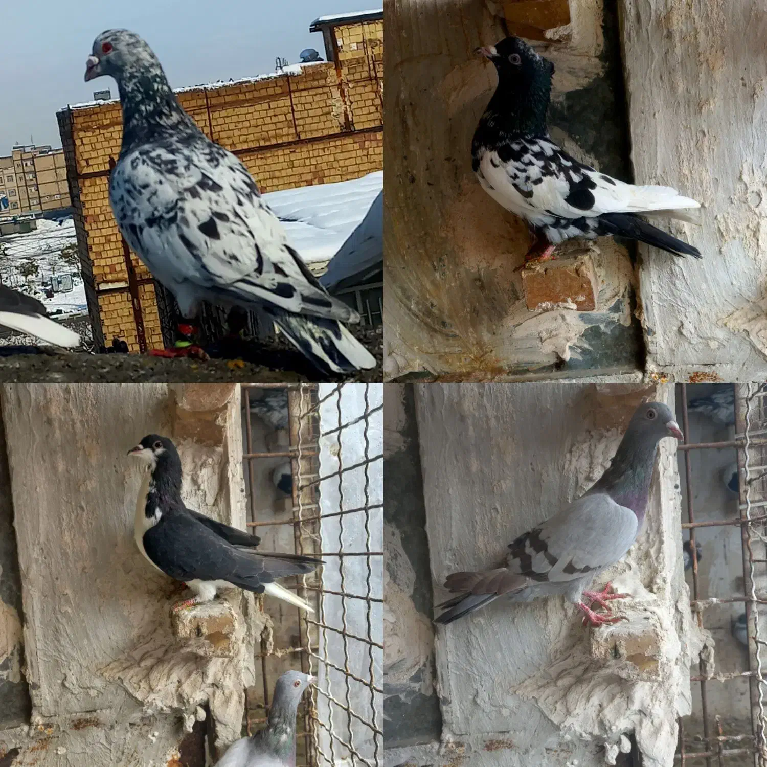 کفتر بوم سرور کله ساده|پرنده|مشهد, ایثارگران|دیوار