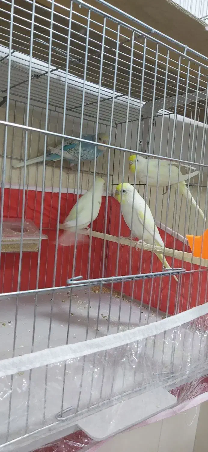 مرغ عشق اسپانگل رنگ های خاص|پرنده|مهاباد (آذربایجان غربی), |دیوار