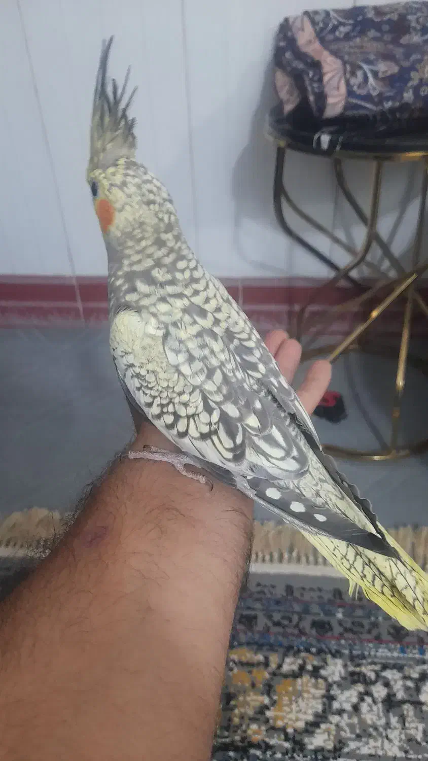 عروس مرواریدی سه ماهه دستی بدون گاز گرفتن|پرنده|قم, نیروگاه|دیوار