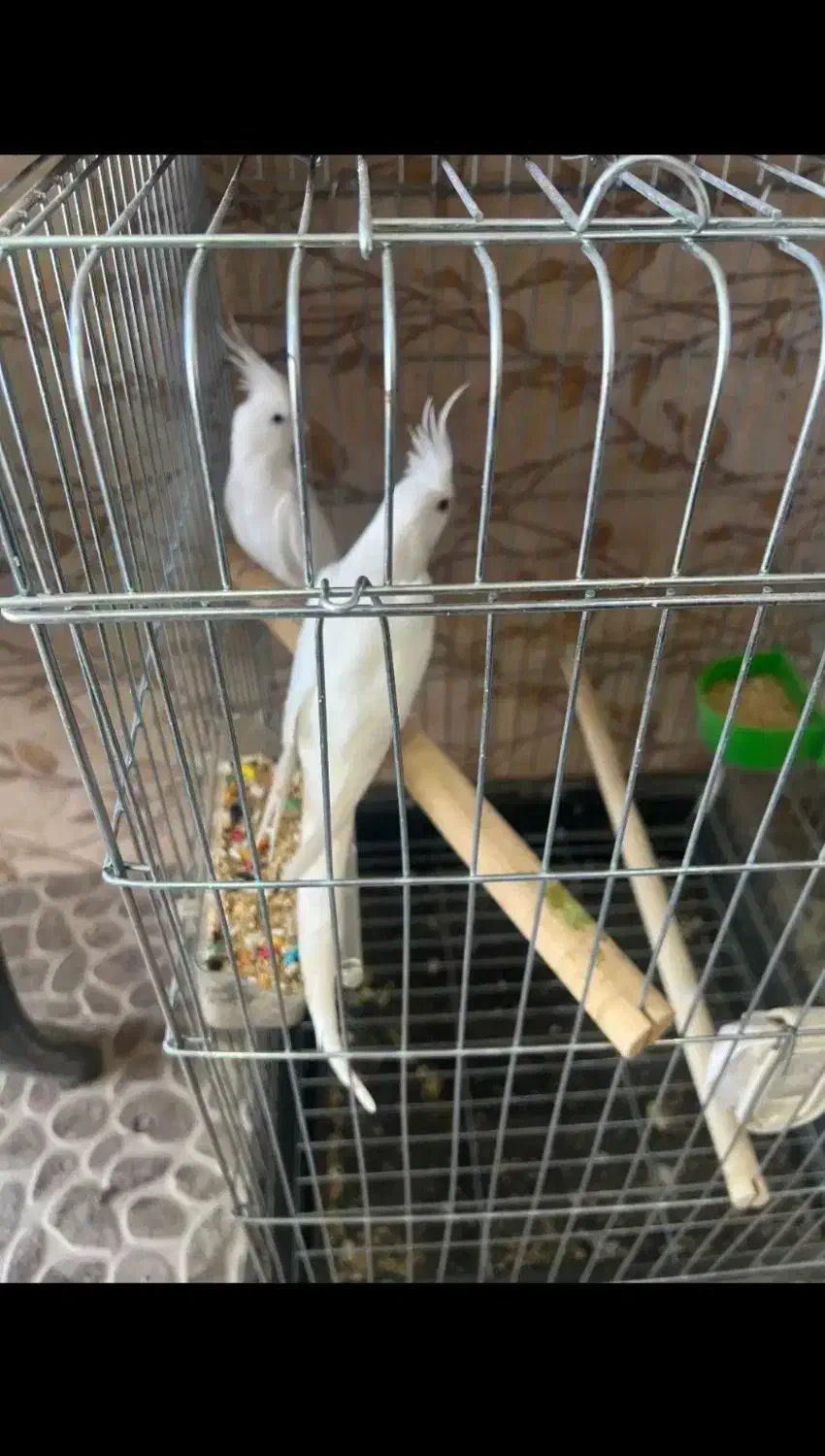 عروس  آلبینو وسینامون|پرنده|همدان, |دیوار