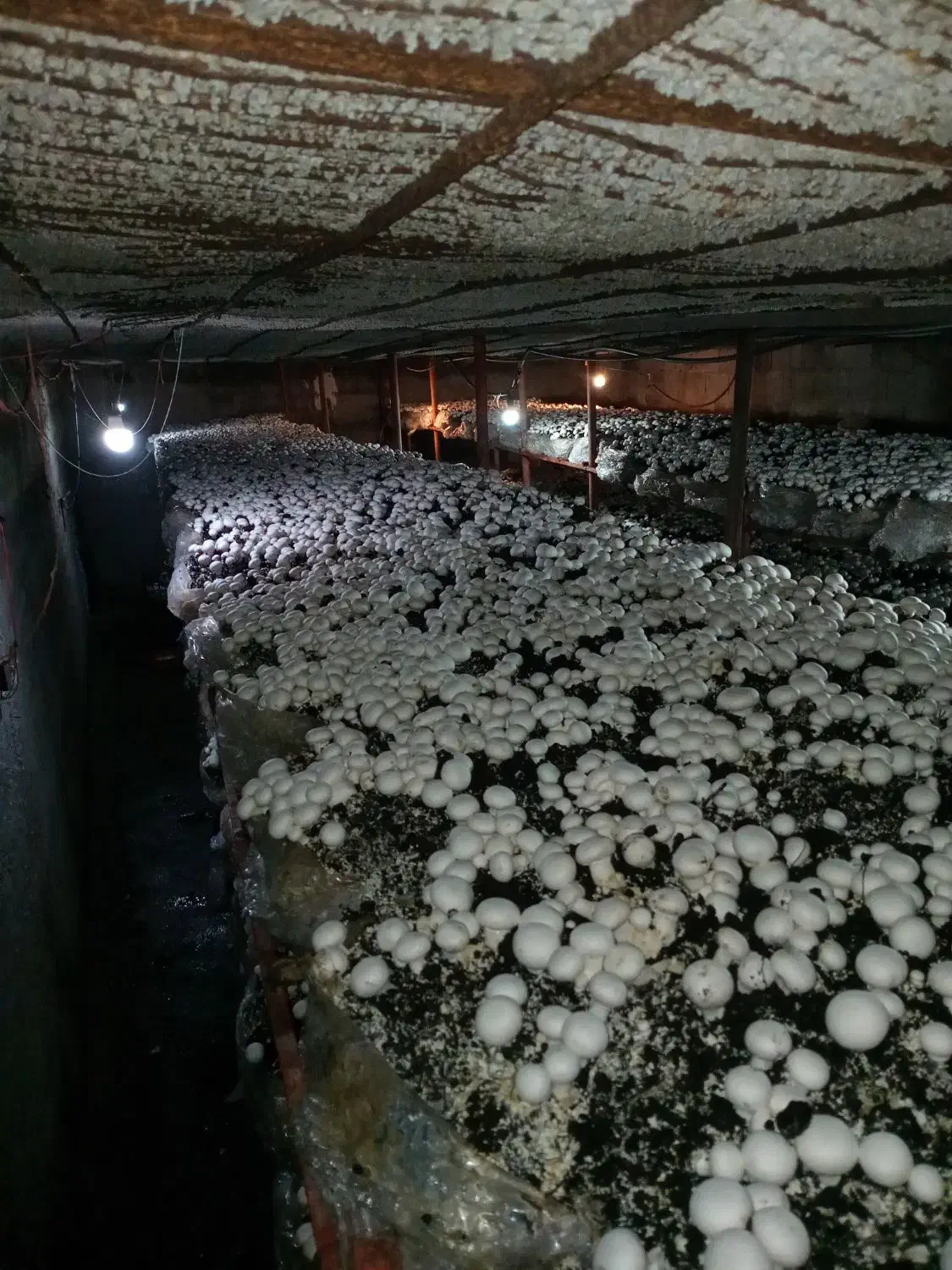 کود کمپوست قارچ رایگان|خدمات باغبانی و درختکاری|گرگان, |دیوار