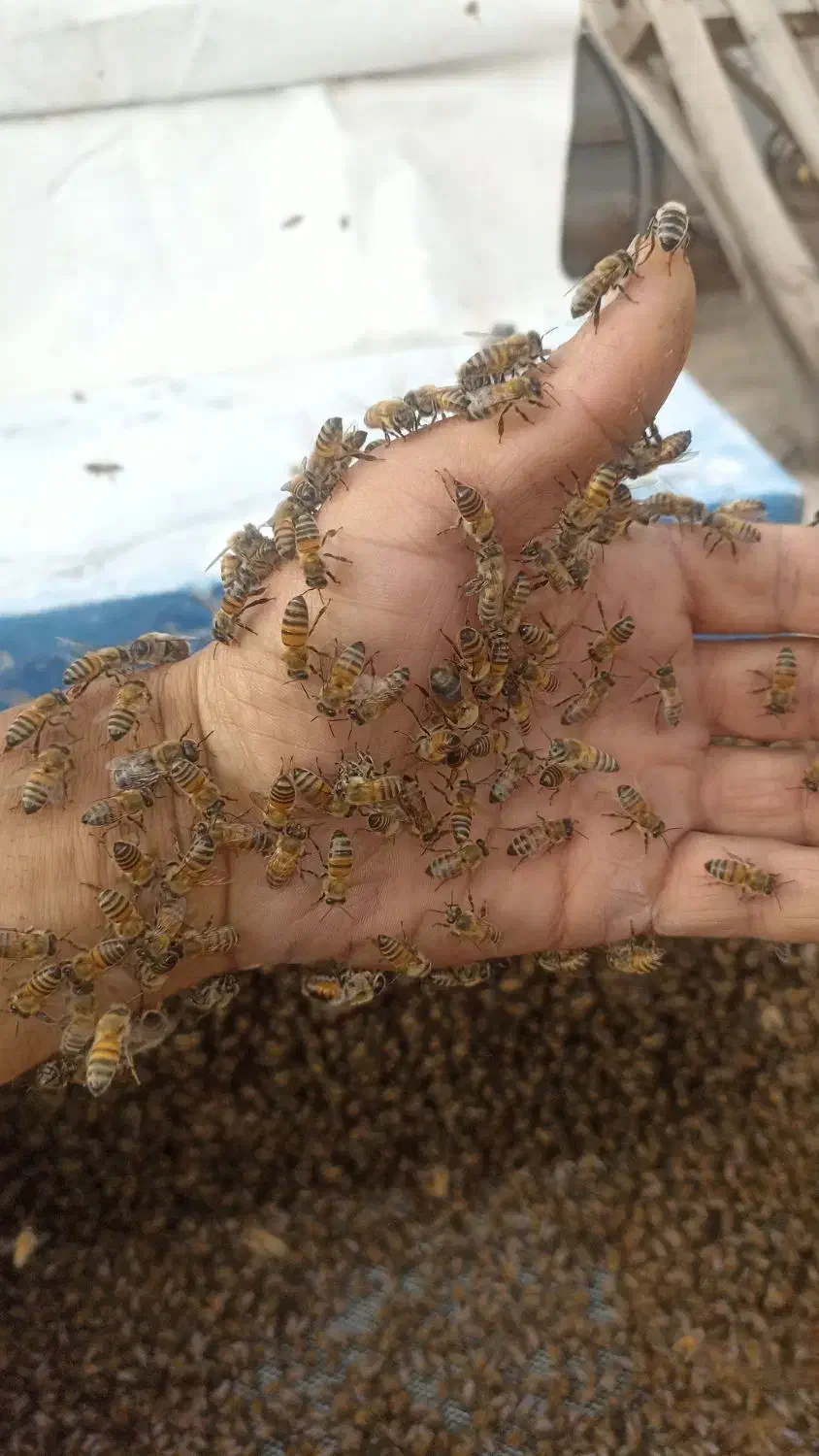 عسل طبیعی از تولید کننده بخر|خوردنی و آشامیدنی|قم, اسمعیل آباد|دیوار