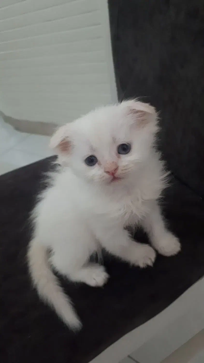 دوعدد گربه اسکاتیش|گربه|زنجان, |دیوار