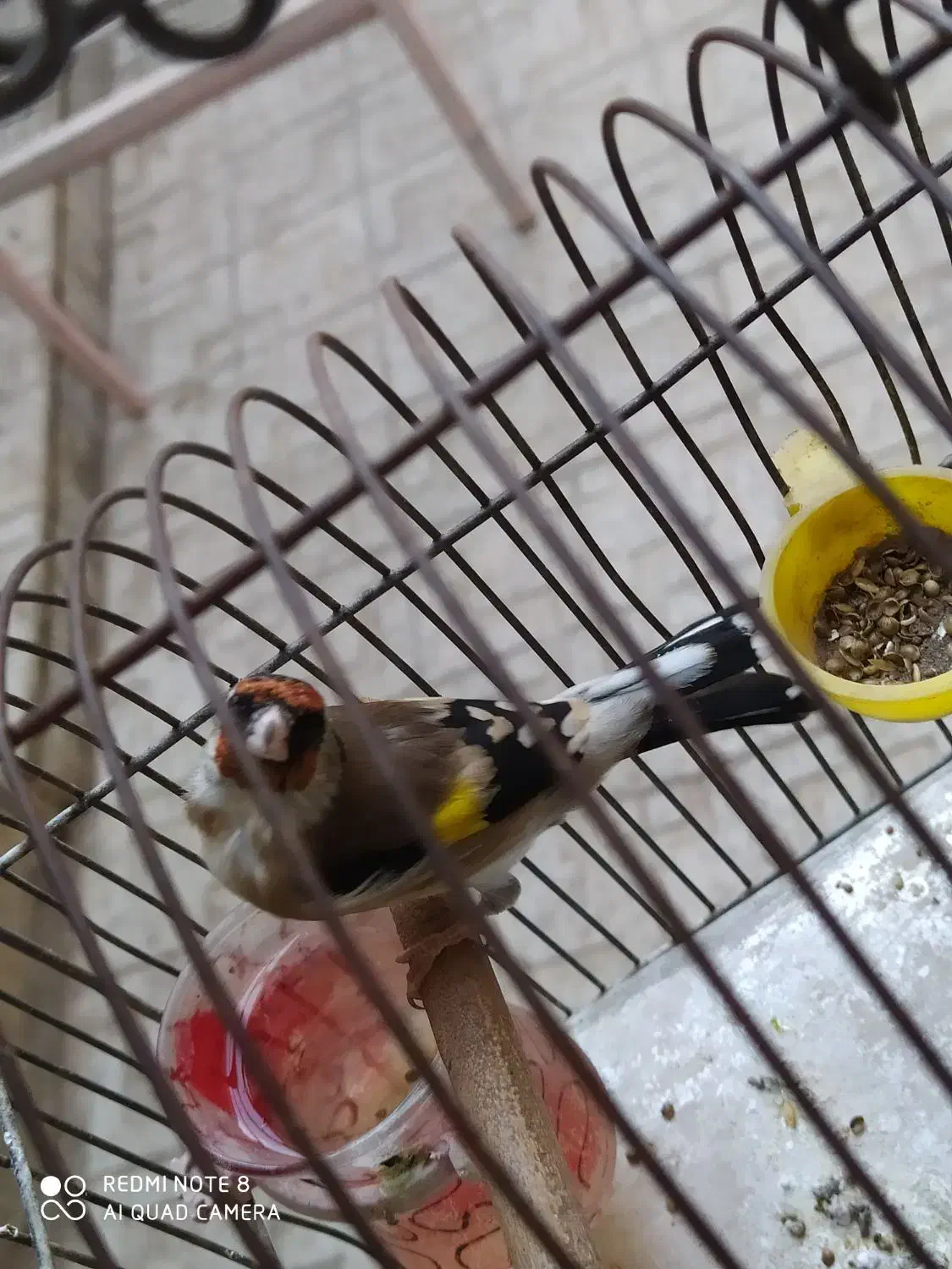 سهره بروجرد|پرنده|خوی, |دیوار