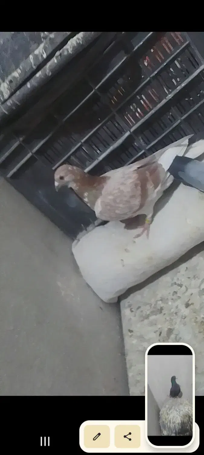 کفتر فروشی|پرنده|سرایان, |دیوار