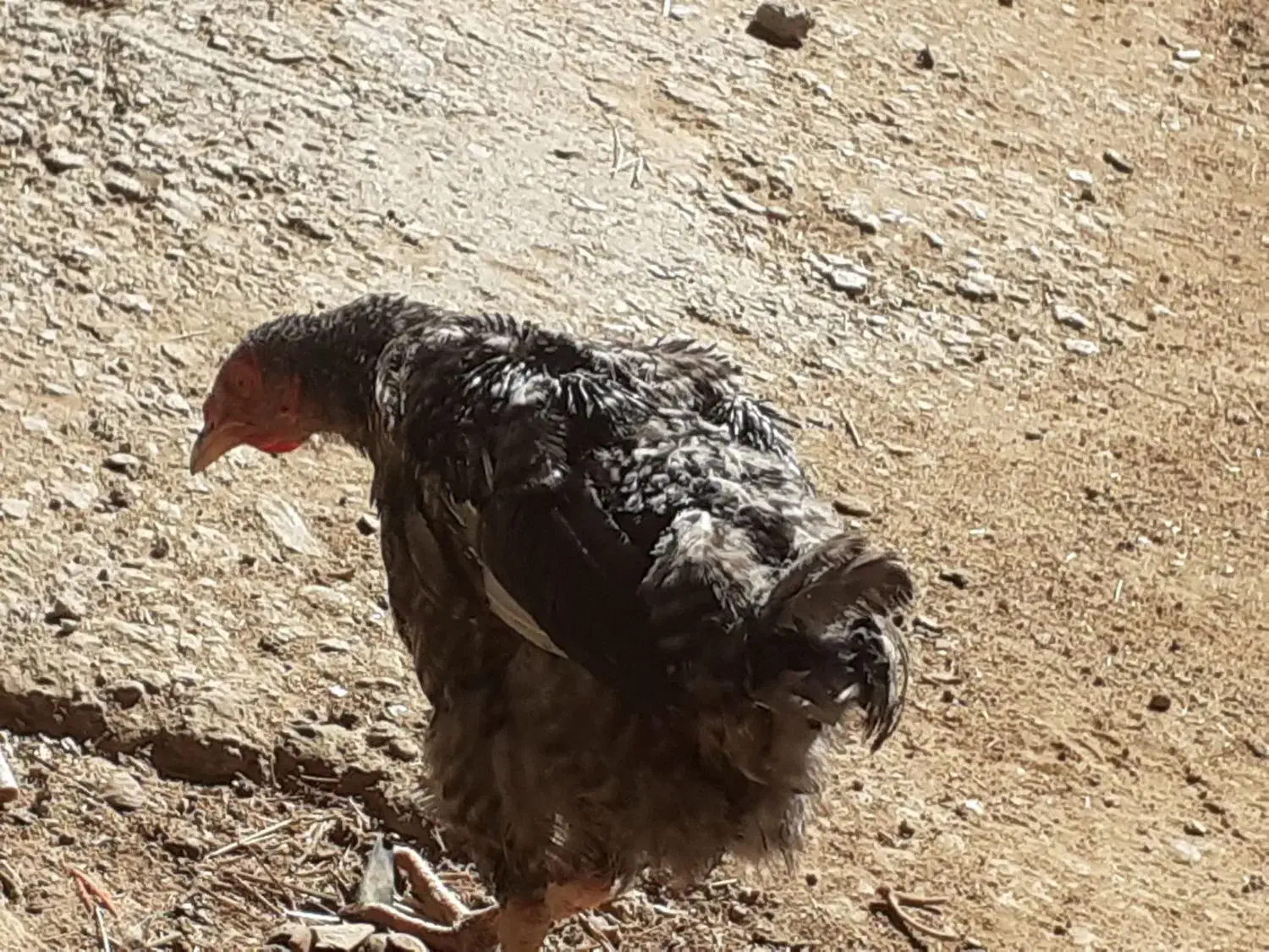 مرغ تخمگذار|حیوانات مزرعه|سربند, |دیوار