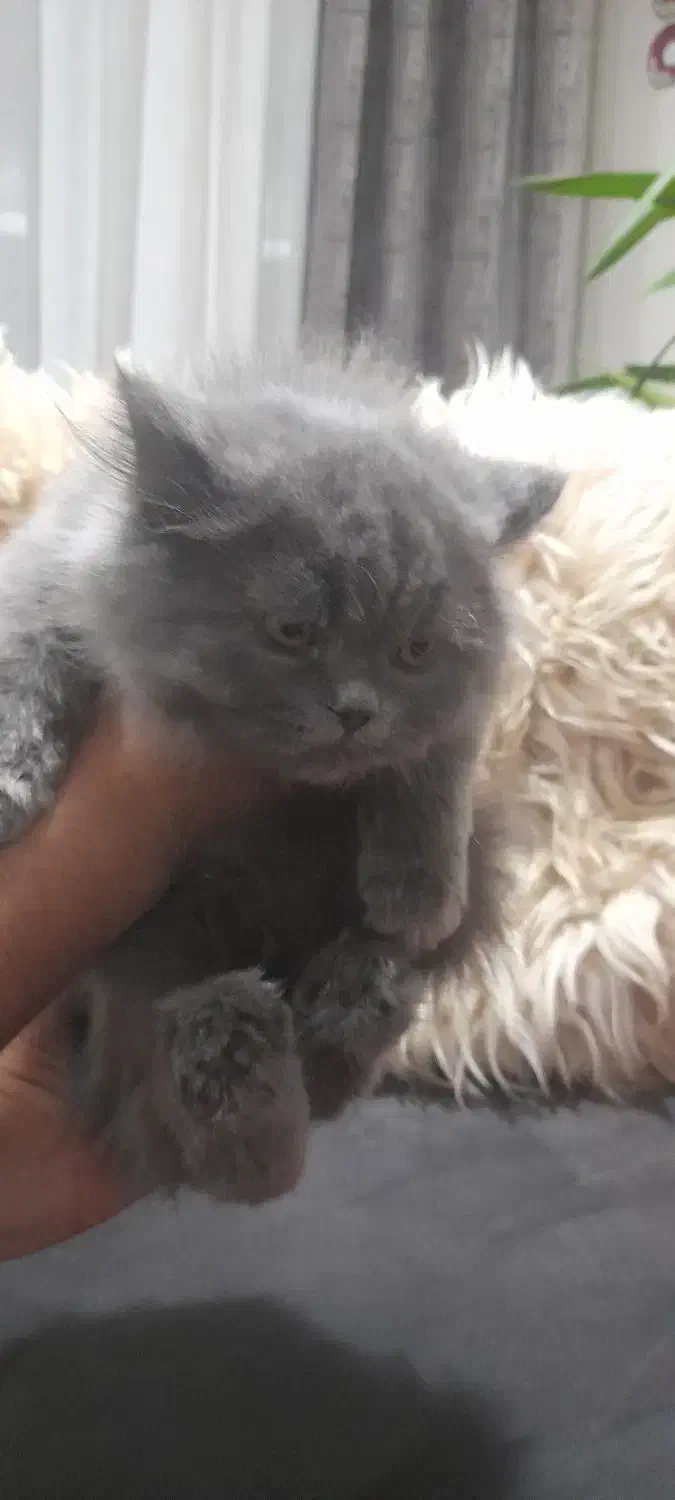 گربه پرشین|گربه|تهران, خواجه نظام الملک|دیوار