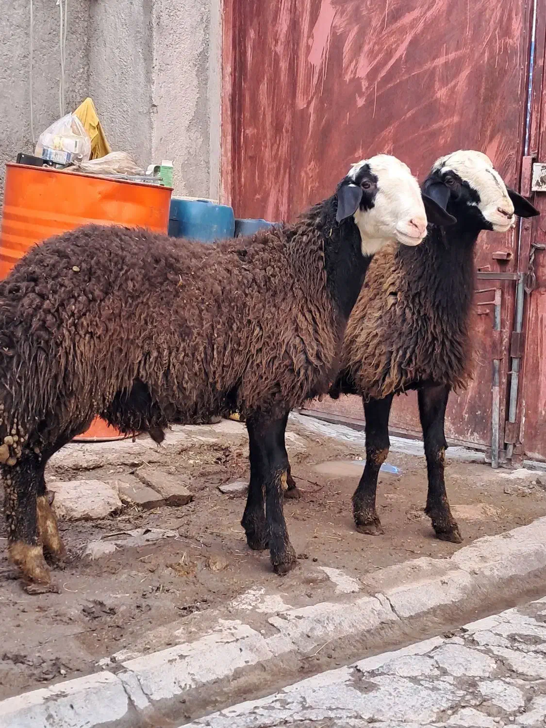 بره قوچ ناب شالی|حیوانات مزرعه|دوتپه, |دیوار