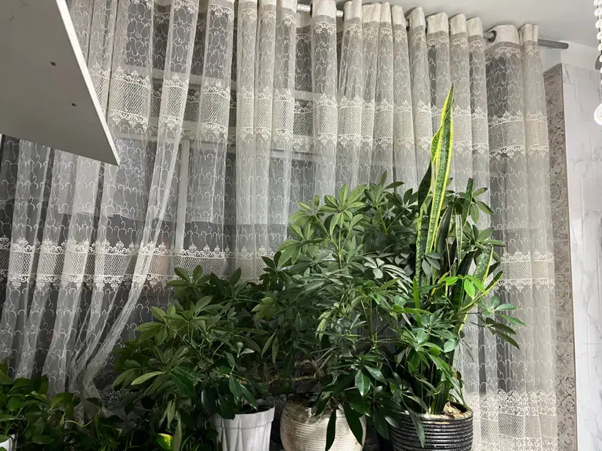 پرده سفید|پرده، رانر، رومیزی|کرج, حیدرآباد|دیوار