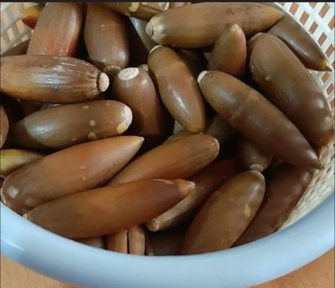 بلوط|عمده‌فروشی|آبدانان, |دیوار