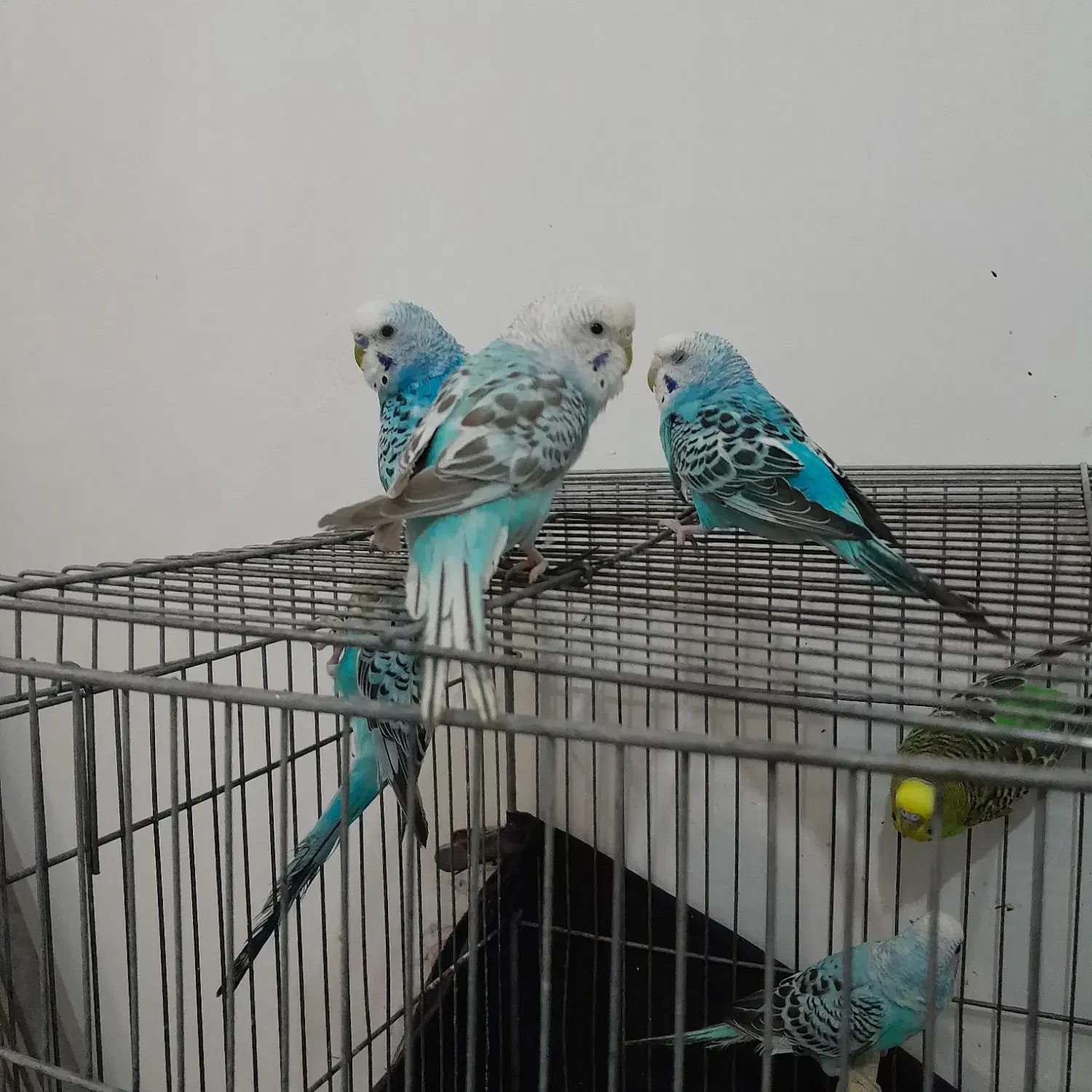 سه عدد مرغ عشق زیبا|پرنده|خوی, |دیوار