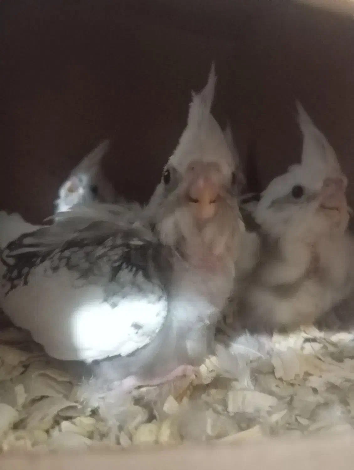 دوکت لوتینو و جوجه|پرنده|علی‌آباد کتول, |دیوار