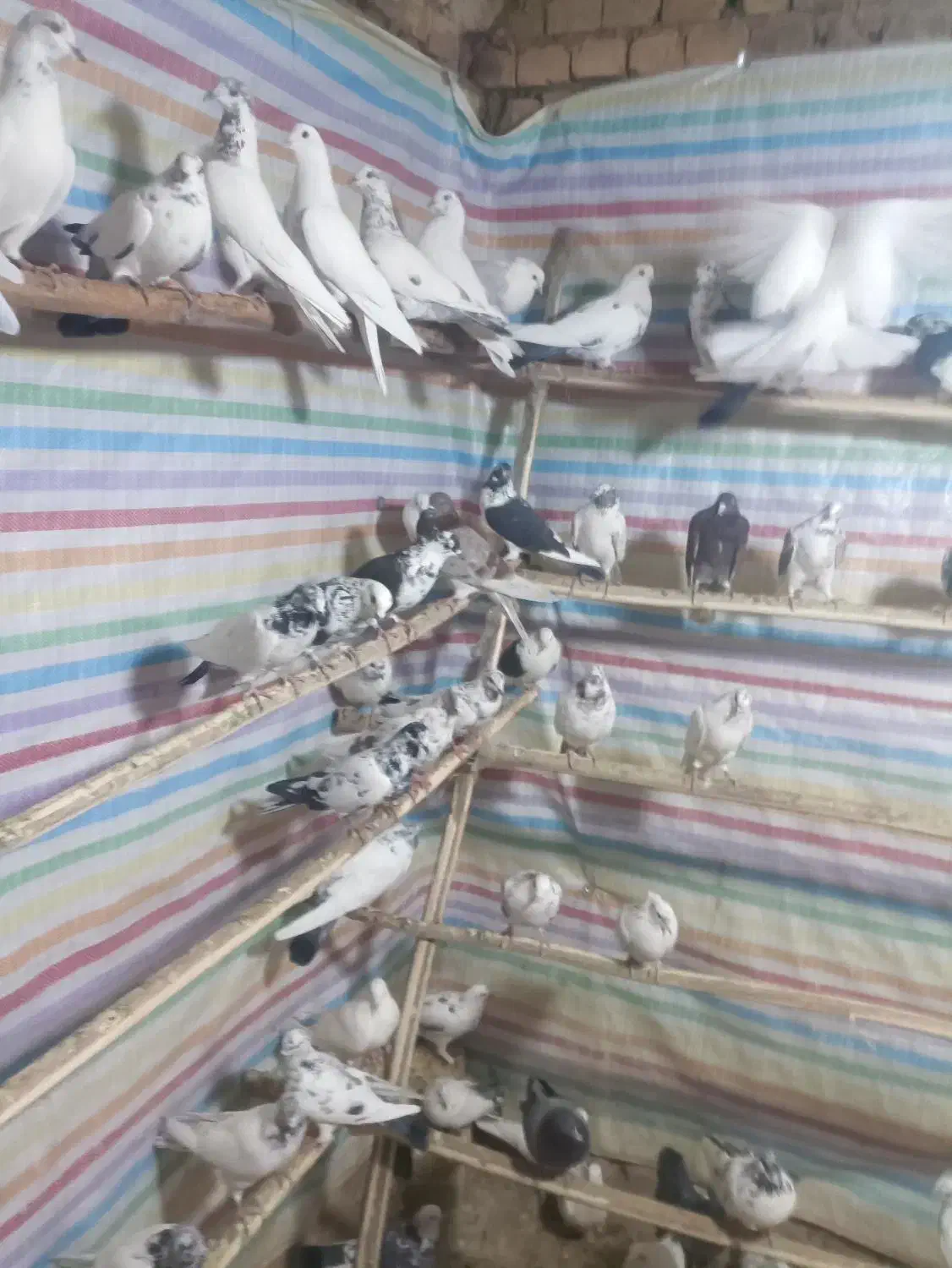 کبوتر جدید رسیددرلالجین|پرنده|لالجین, |دیوار