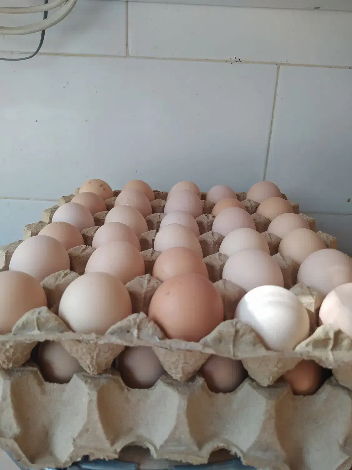 تخم مرغ|خوردنی و آشامیدنی|اصفهان, باغ زرشک|دیوار