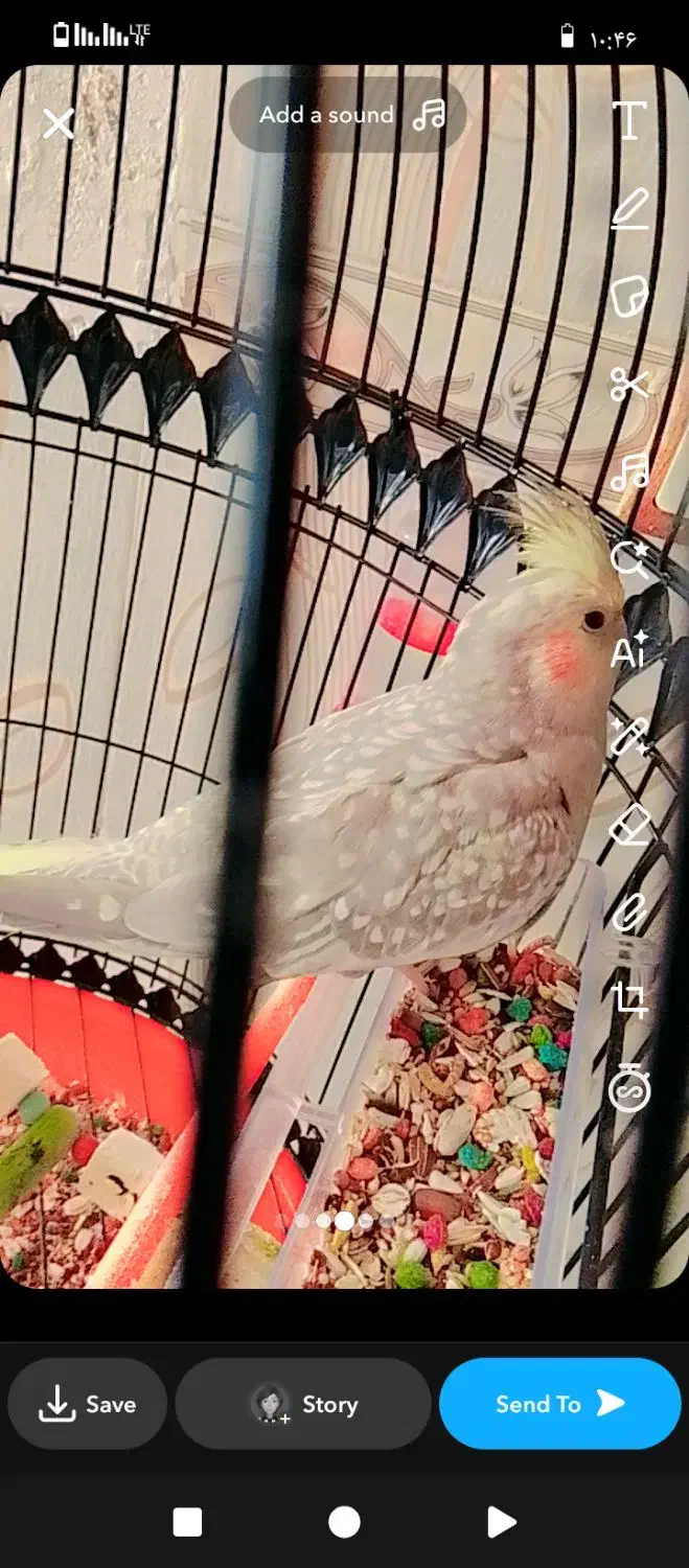 عروس هلندی|پرنده|تربت جام, معدآباد|دیوار