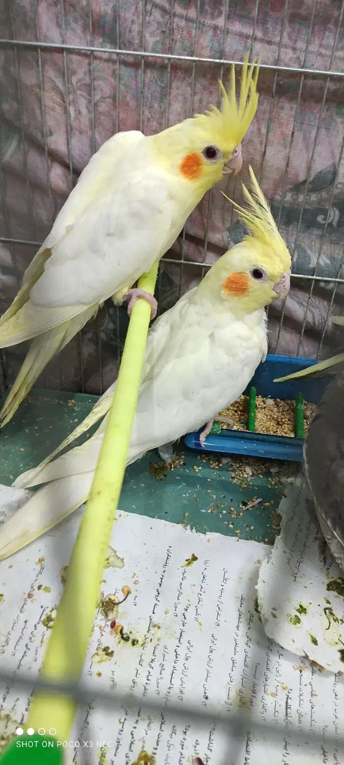 جوجه عروس هلندی مناسب دستی کردن|پرنده|چناران, |دیوار