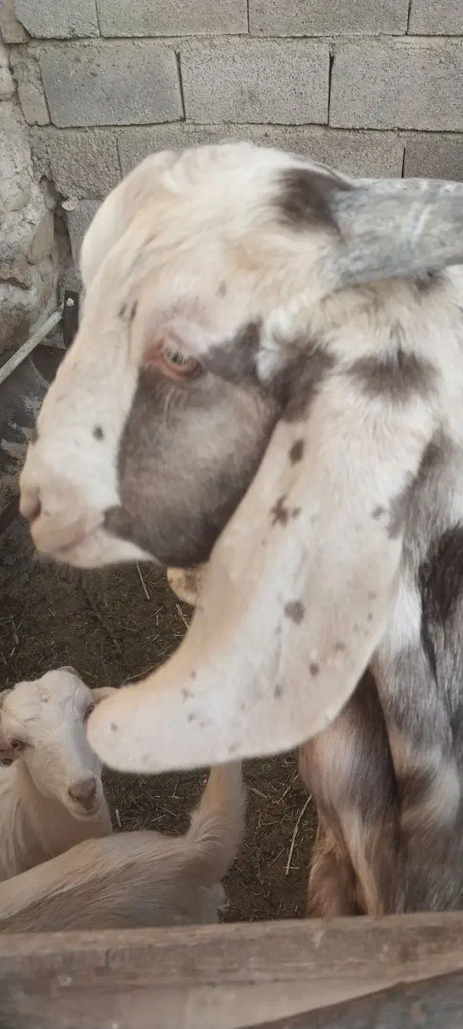 فروش کهره های داشتی|حیوانات مزرعه|فراشبند, |دیوار