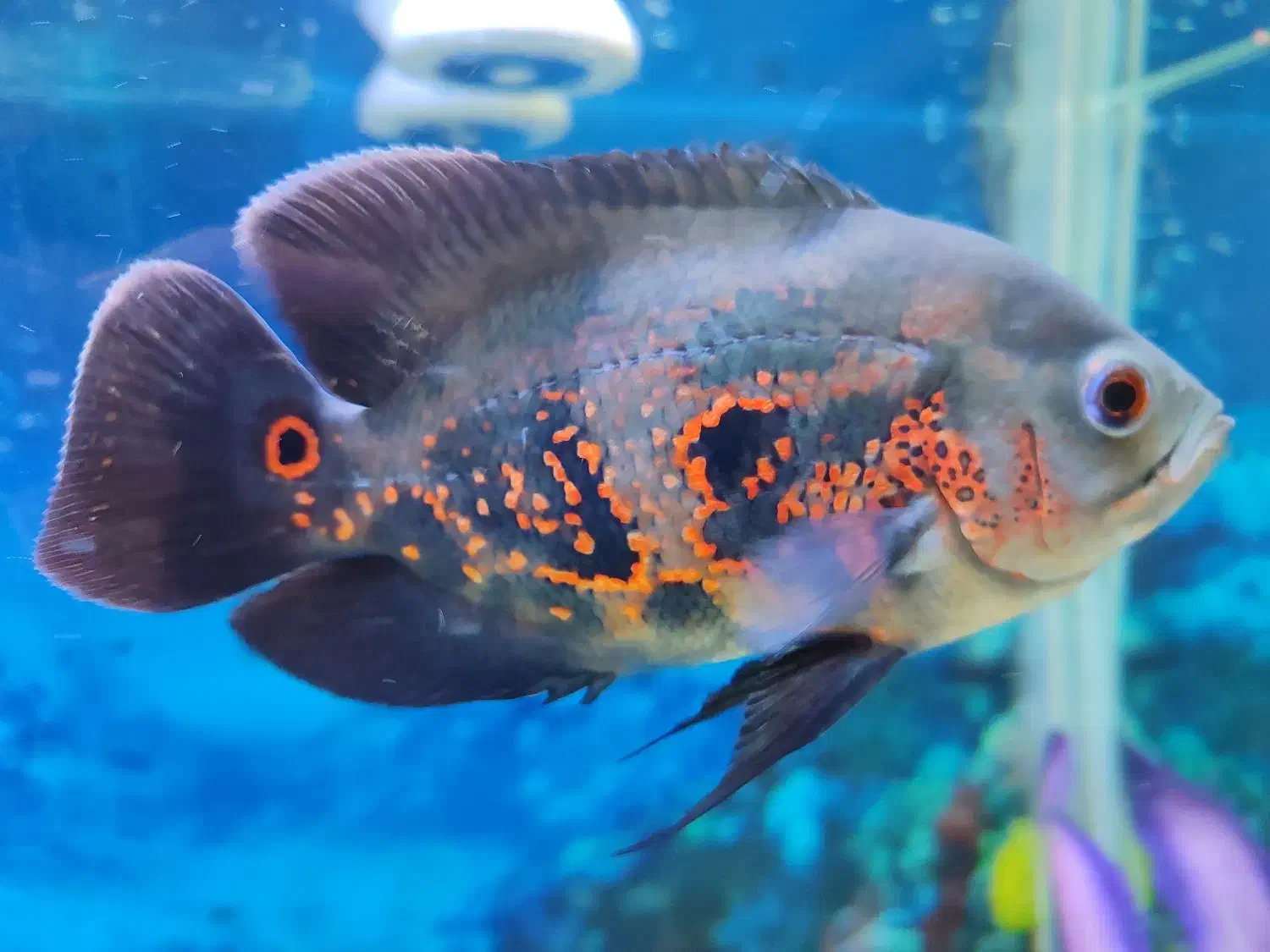 فروش ماهی گوشتخوار به قیمت خیلی خوب|ماهی|قوچان, |دیوار