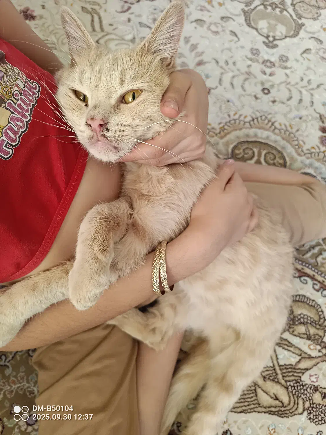 واگذاری گربه|گربه|شیراز, پارک آزادی|دیوار