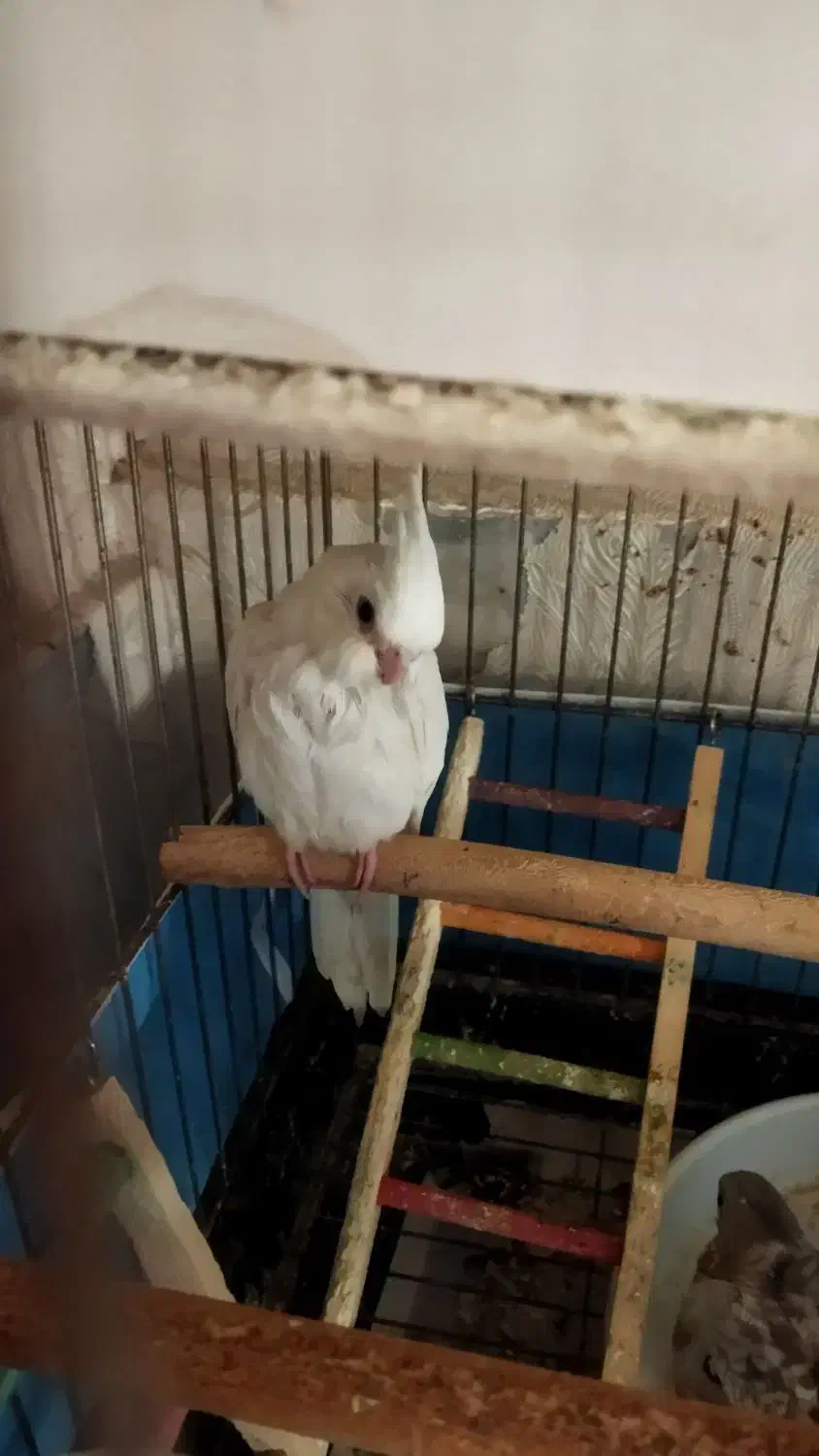 فروش شش عدد عروس هلندی طوطی ملنگو|پرنده|قدس, شهرقدس|دیوار