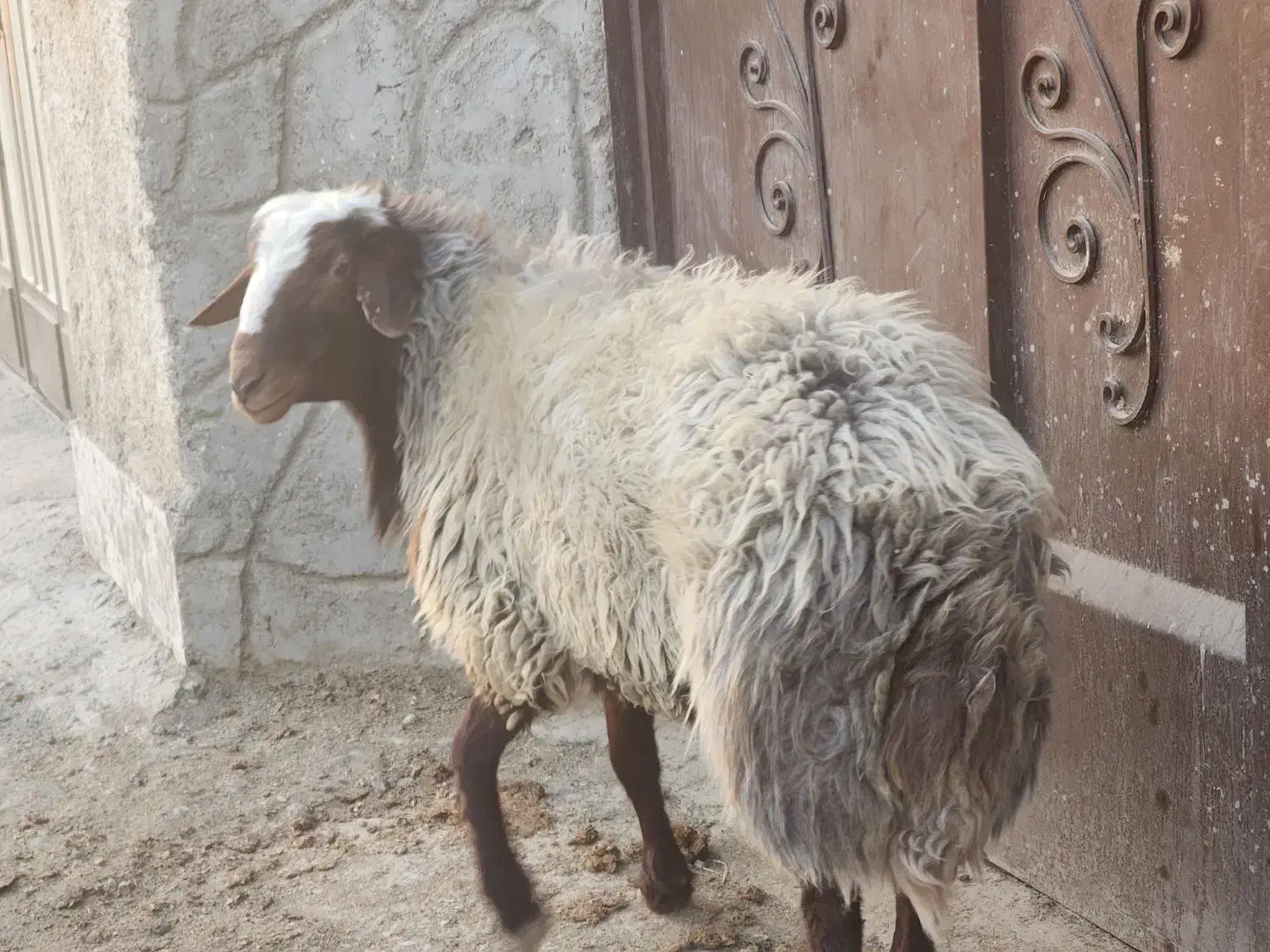 قوچ ۲ ساله|حیوانات مزرعه|خمینی‌شهر, |دیوار