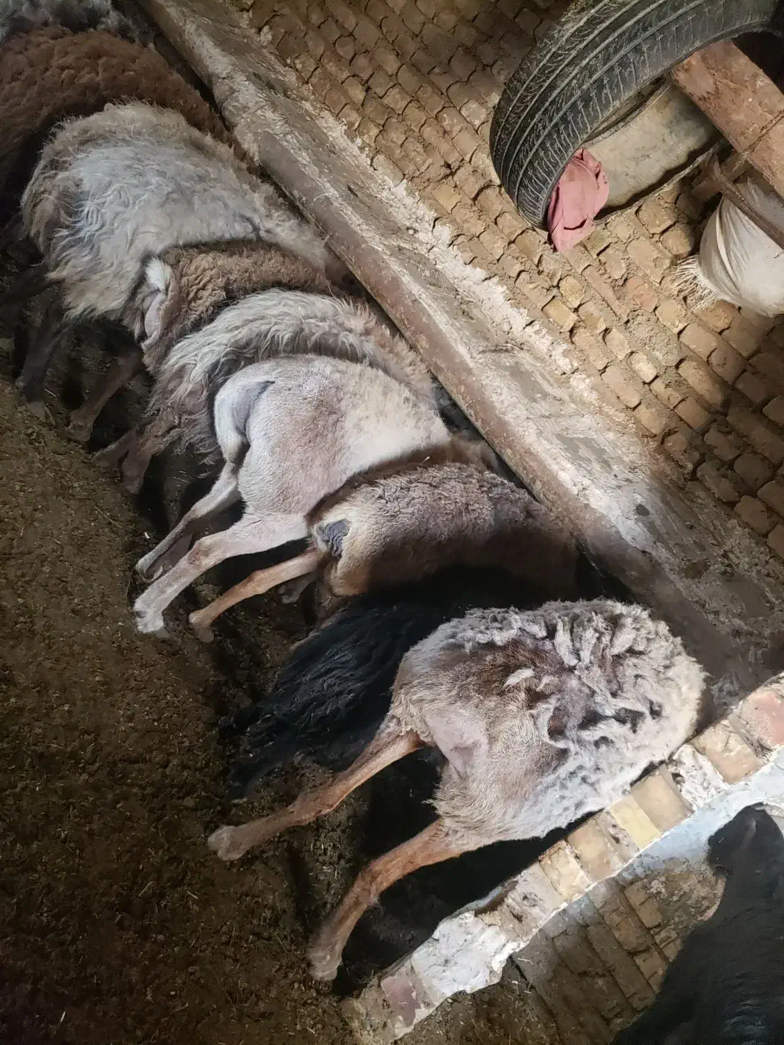 گوسفند|حیوانات مزرعه|تایباد, |دیوار