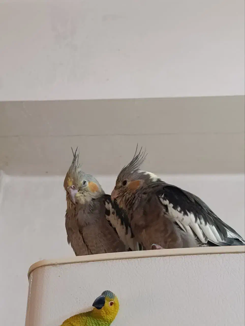 عروس هلندی سه ماهه فروشی|پرنده|پاکدشت, پاکدشت (مامازند)|دیوار