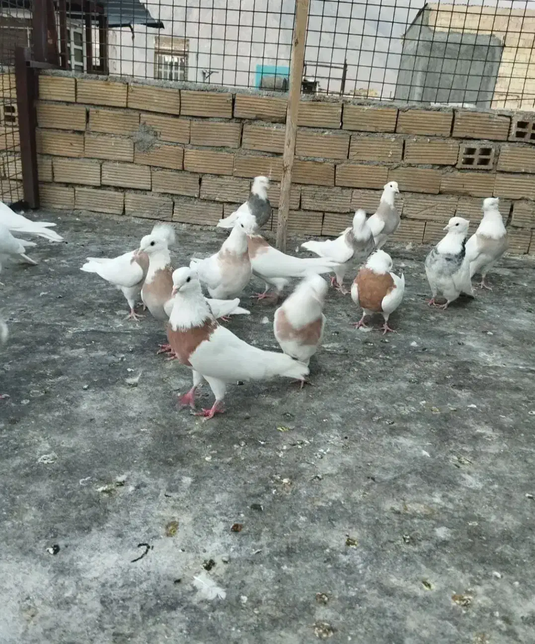 کبوتر|پرنده|ایلام, |دیوار