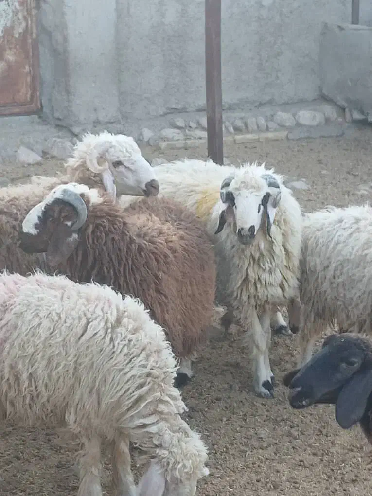 تعداد ۴۰ راس بره پرواری به فروش میرسد|حیوانات مزرعه|حاجی آباد, |دیوار