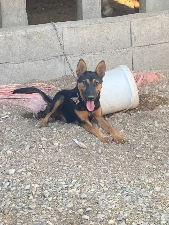 سگ ژرمن نگهبان|سگ|گتوند, |دیوار