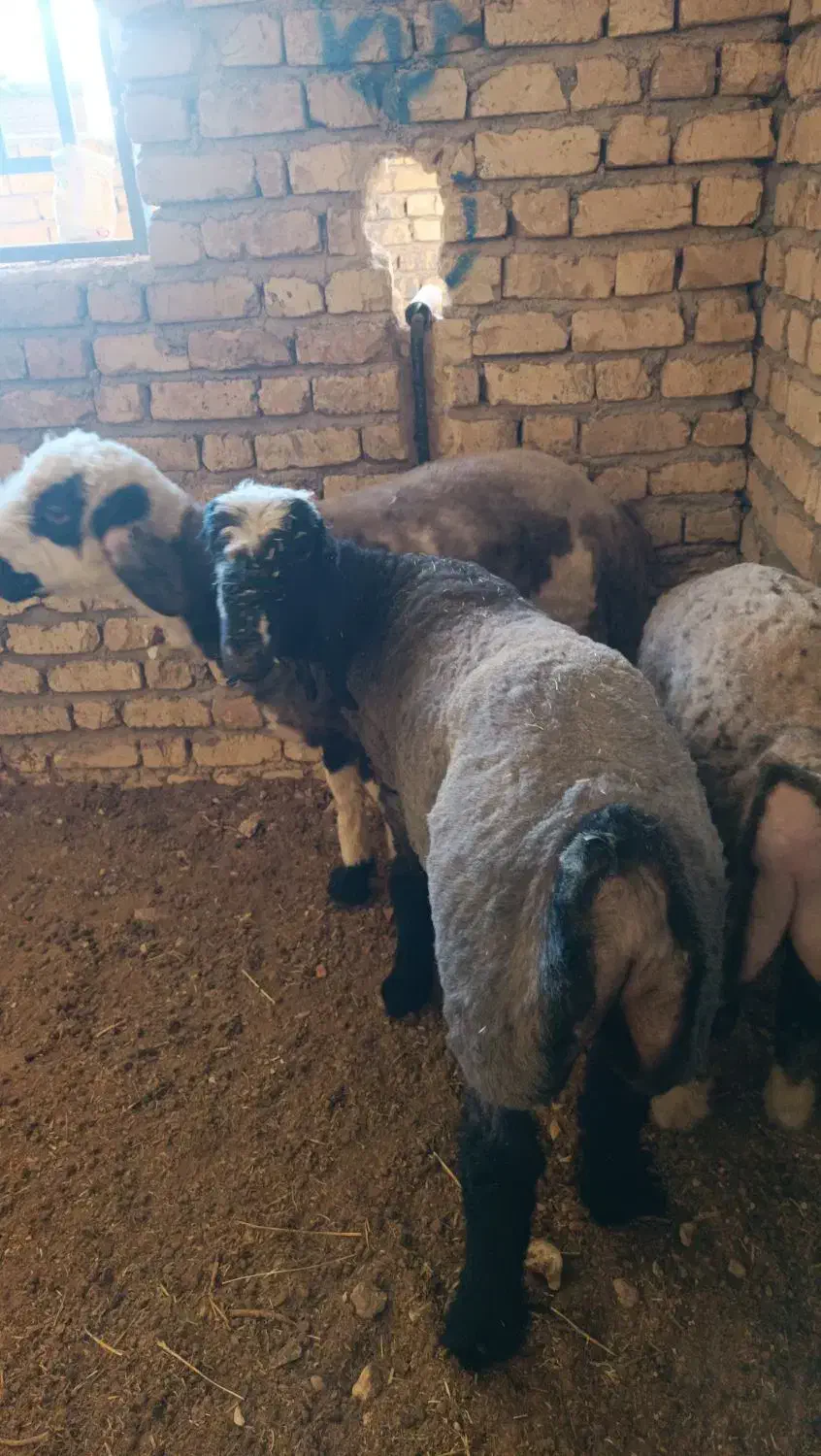 بره قوچی درجه یک|حیوانات مزرعه|همایجان, |دیوار