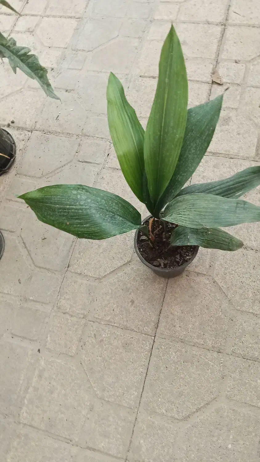 همه جور گل و گیاه مقاوم|گل و گیاه طبیعی|شیراز, شهرک مطهری|دیوار