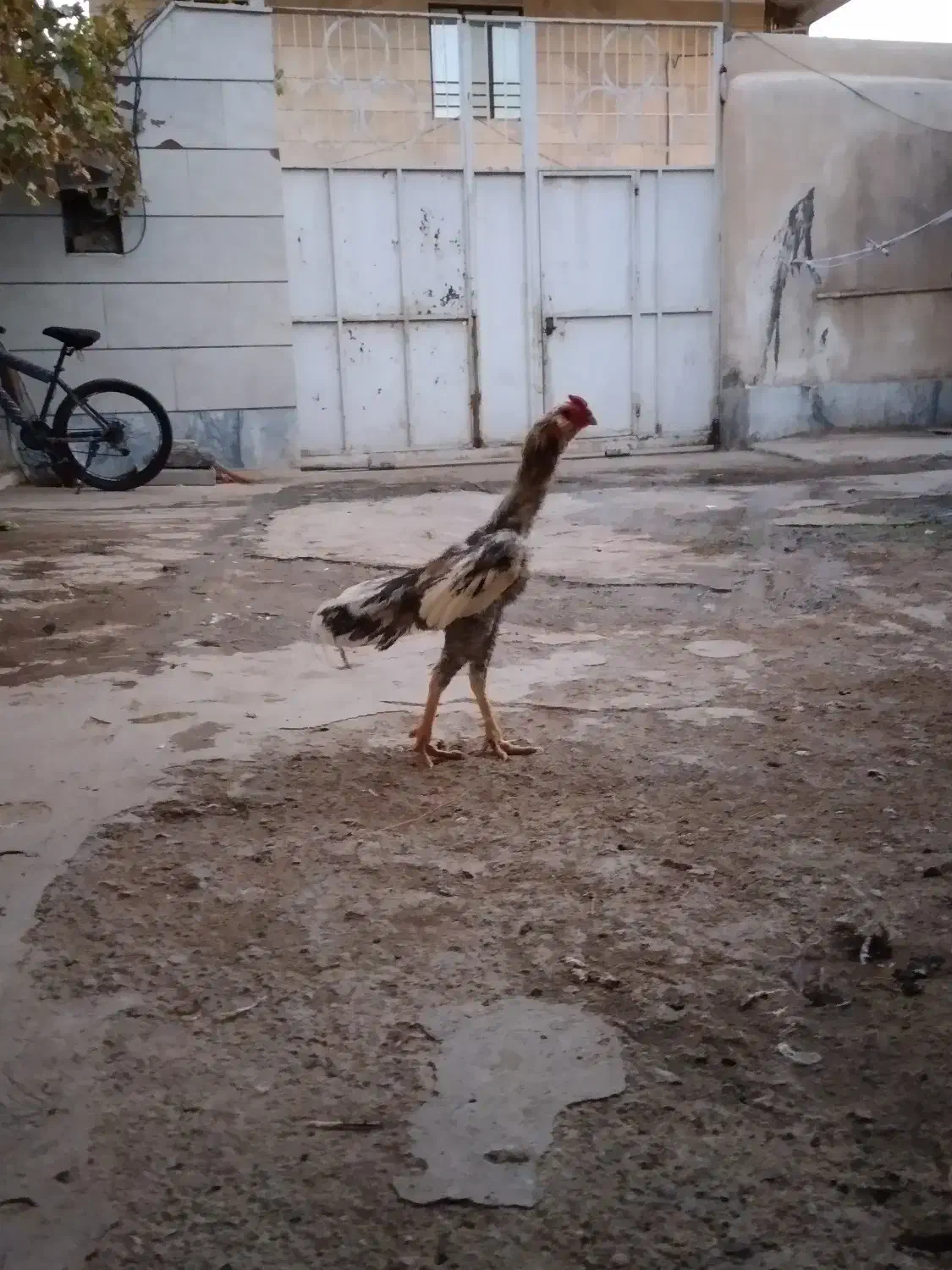 خروس لاری ریشو|حیوانات مزرعه|محمدیه-قزوین, |دیوار