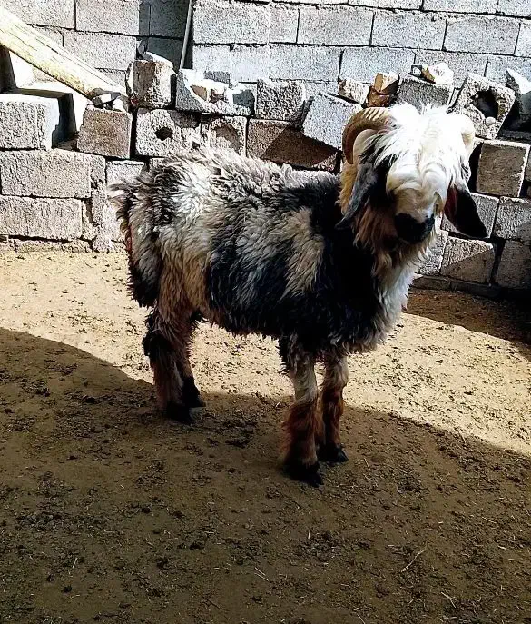 بره شیری|حیوانات مزرعه|اردل, |دیوار