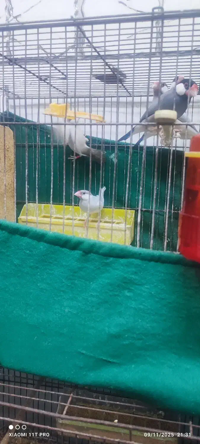 فنج نرگسی سیلور|پرنده|کارون, |دیوار