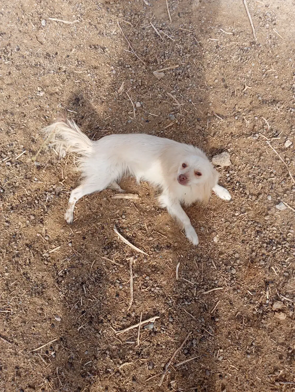 فروش سگخانگی|سگ|ابرکوه, |دیوار