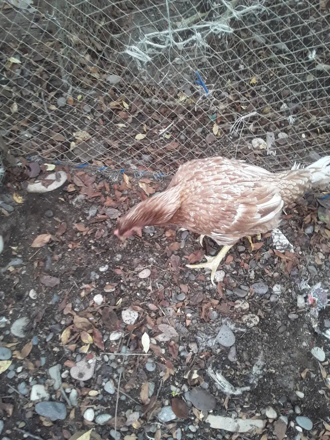 مرغ لاری|حیوانات مزرعه|رشت, فلسطین|دیوار