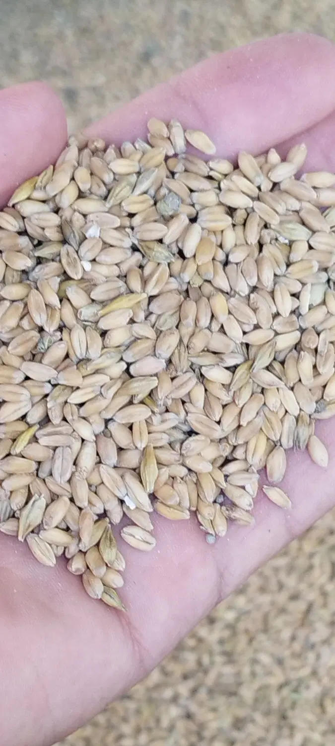 گندم|خوردنی و آشامیدنی|چمران, |دیوار