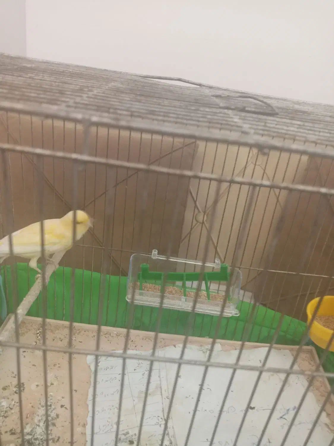 قناری ماده مست|پرنده|رشت, شهرک احمد خمینی|دیوار