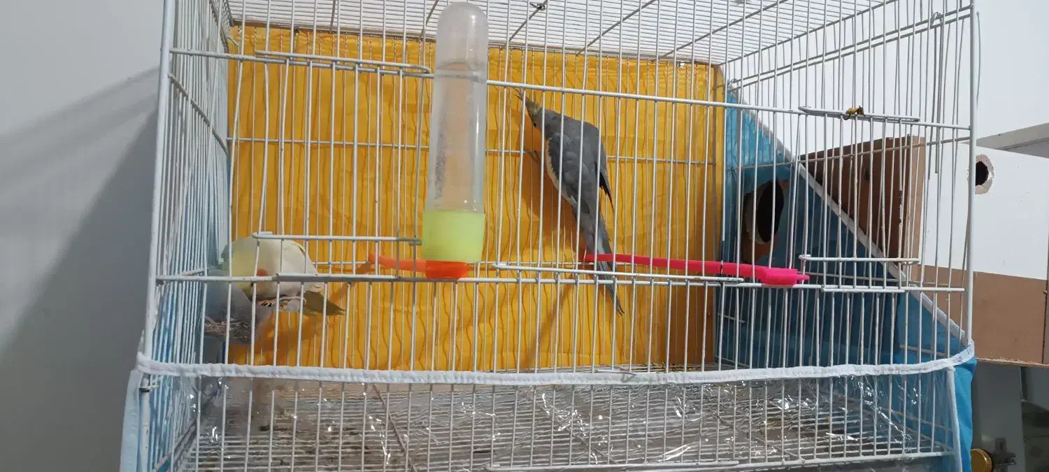 عروس هلندی|پرنده|مشهد, تلگرد|دیوار