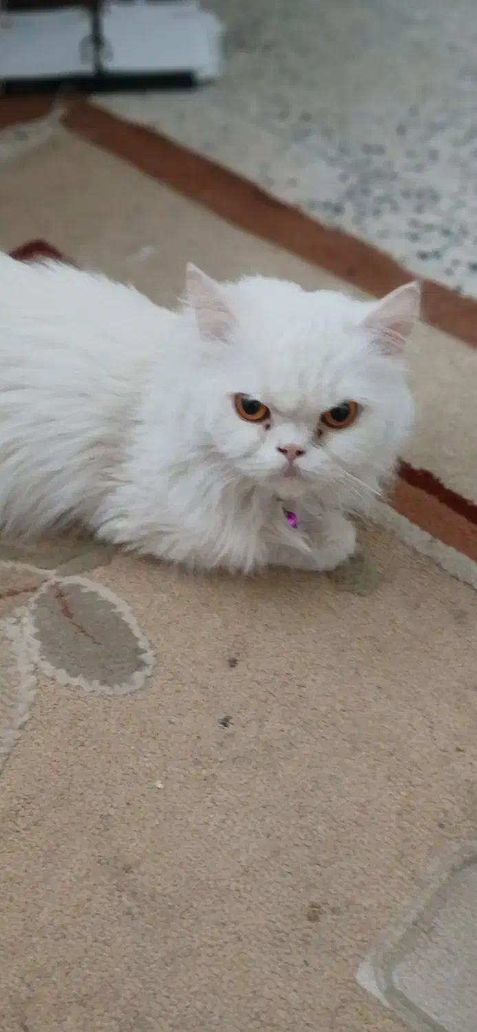 گربه پرشین فقط ۵ تومن|گربه|مهاجران, |دیوار