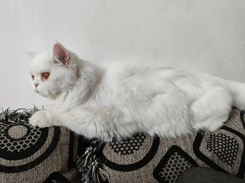 فروش گربه پرشین|گربه|کرمان, |دیوار