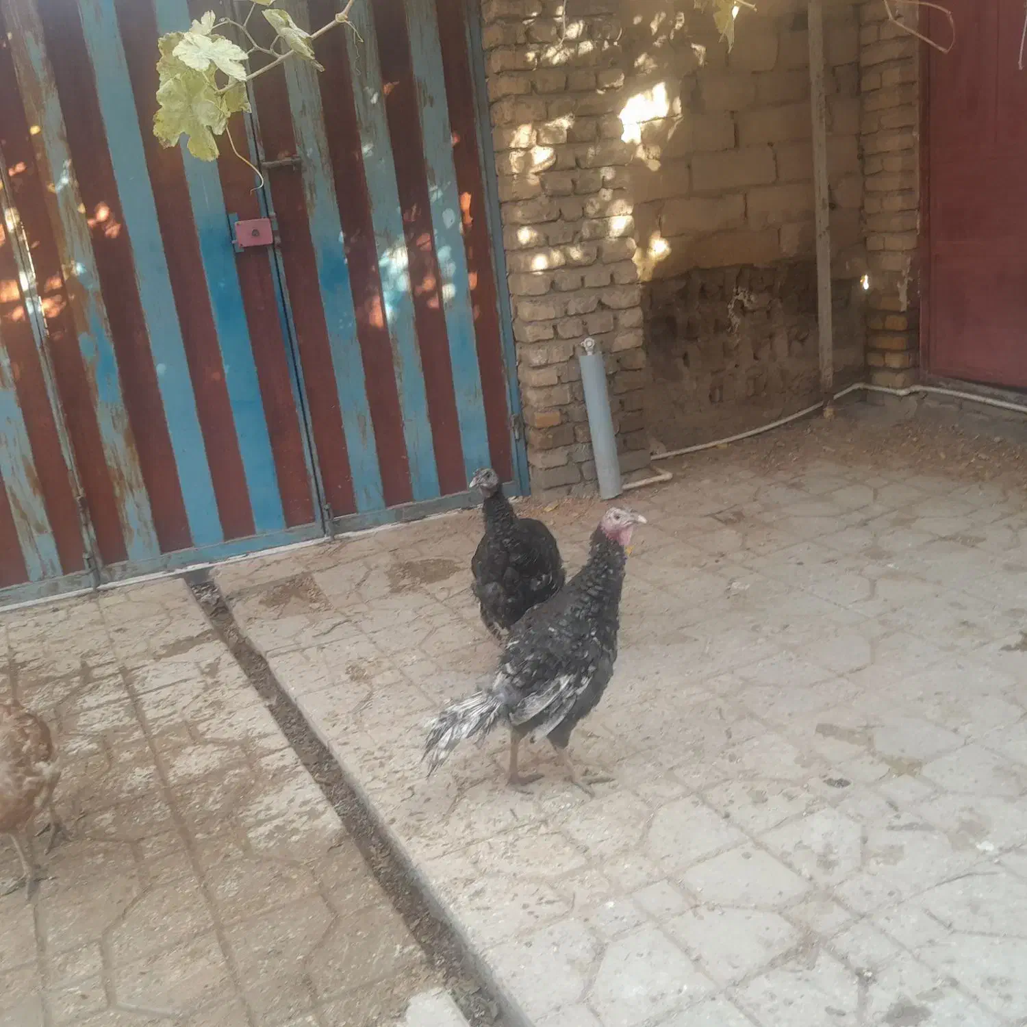 بوقلمون تخم گزار|حیوانات مزرعه|گیان, |دیوار